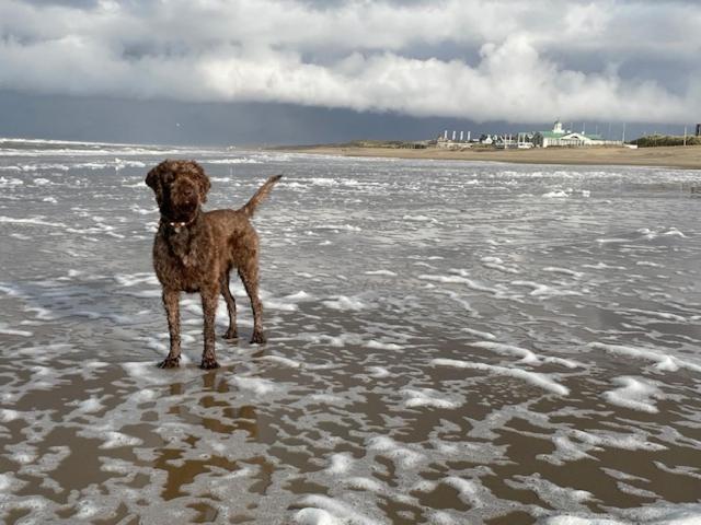 Zeebedstay Noordwijk Luaran gambar